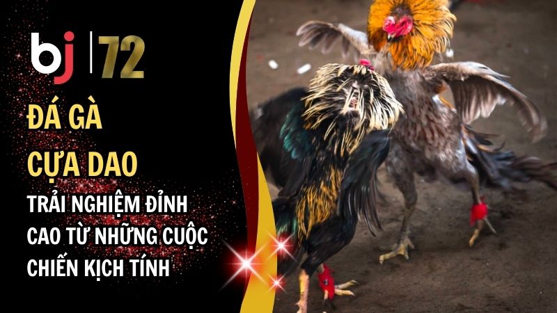 Đá Gà Cựa Dao – Trải Nghiệm Đỉnh Cao Từ Những Cuộc Chiến Kịch Tính