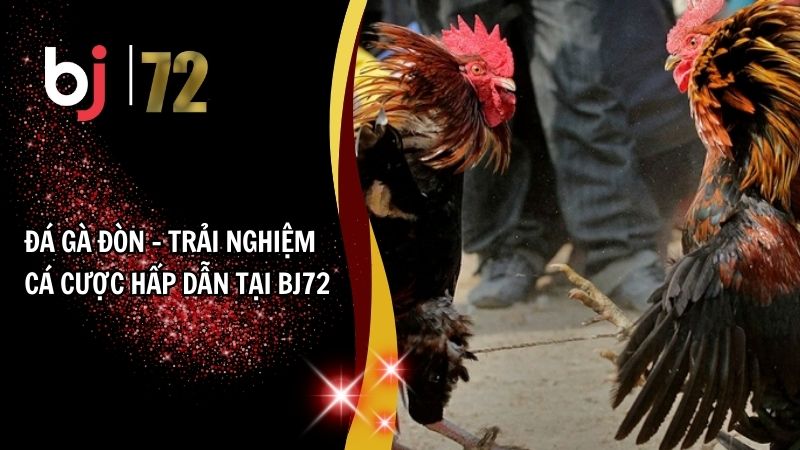Đá Gà Đòn - Trải Nghiệm Cá Cược Hấp Dẫn Tại BJ72