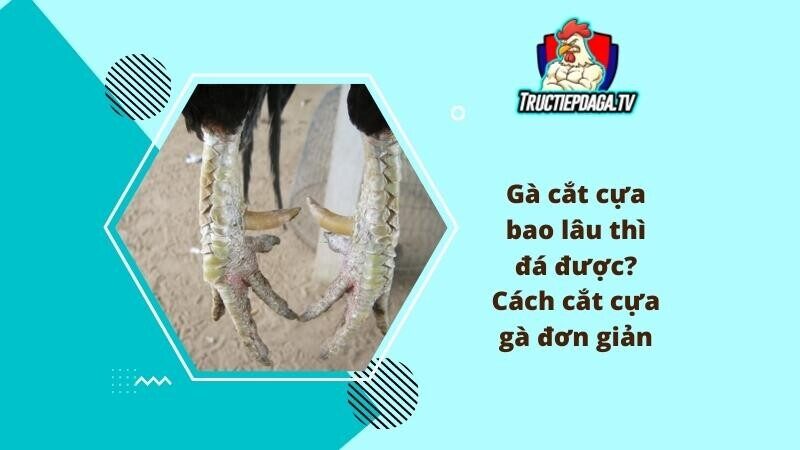 Xem đá gà trực tiếp Campuchia trên BJ72 cần làm gì để trải nghiệm tuyệt vời nhất?